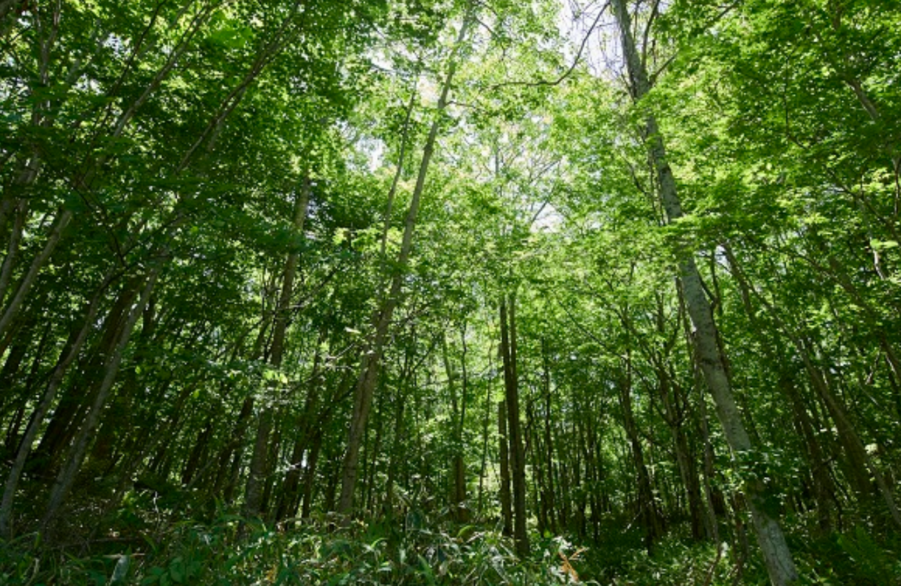 100年以上続く、植林事業