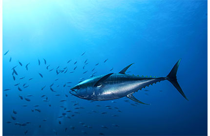 Be the One. ~挑戦と共創で食から広がる未来を描け~