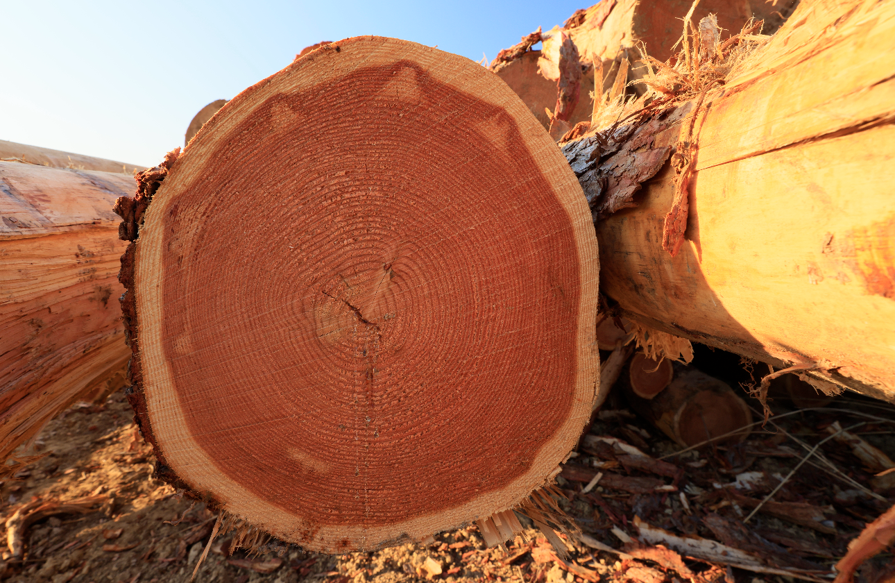 一本の丸太の価値を最大化する「木材のカスケード利用」