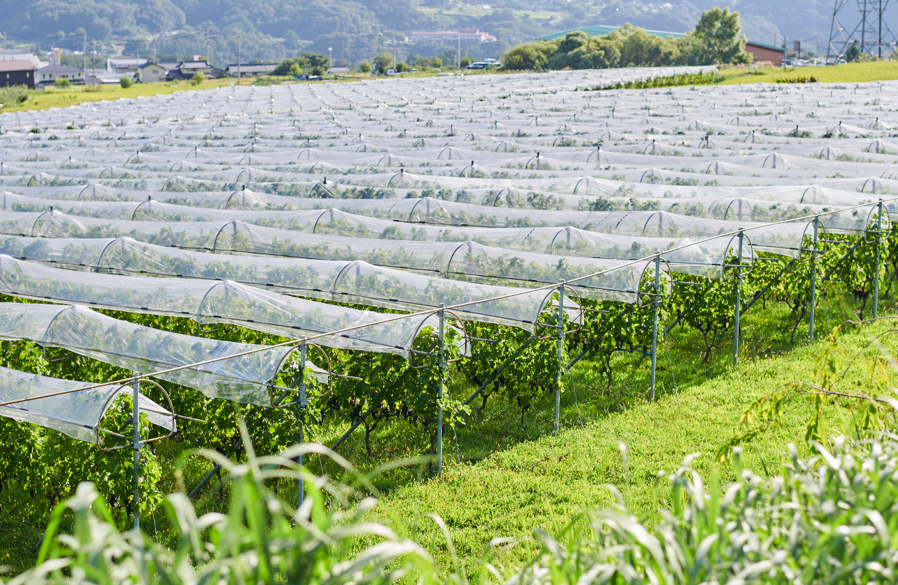 ワイナリーで働くということ